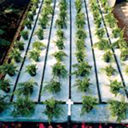 Watering system